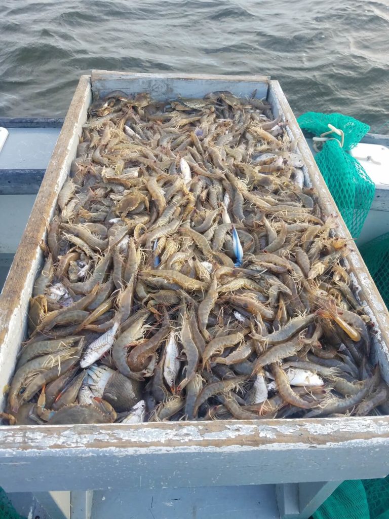 Outer Banks Shrimping Charter Photo